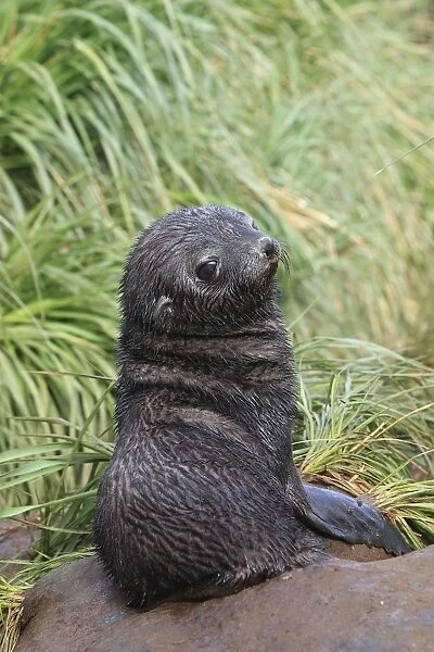 Antarctic Fur Seal - Prion Island - South Geotgia