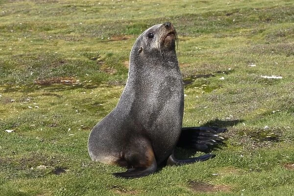 Antarctic Fur Seal - Salisbury plain - South GeoRgia