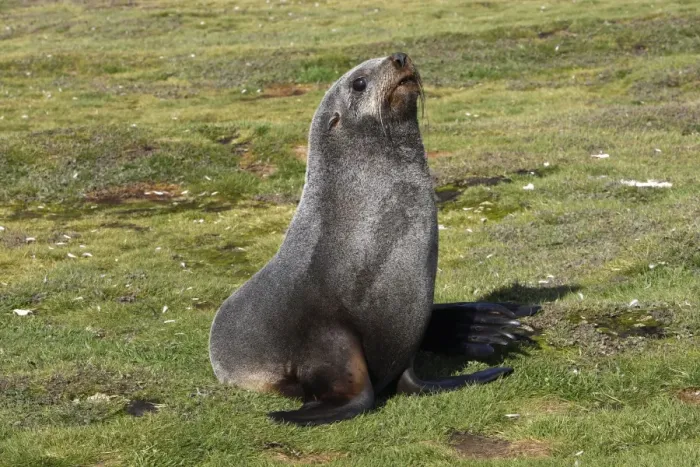 Framed Print : Antarctic Fur Seal - Salisbury plain - South GeoRgia Framed Print : Antarctic Fur Seal - Salisbury plain - South GeoRgia