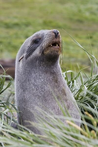 Antarctic Fur Seal - young bull - Grytviken - South Georgia