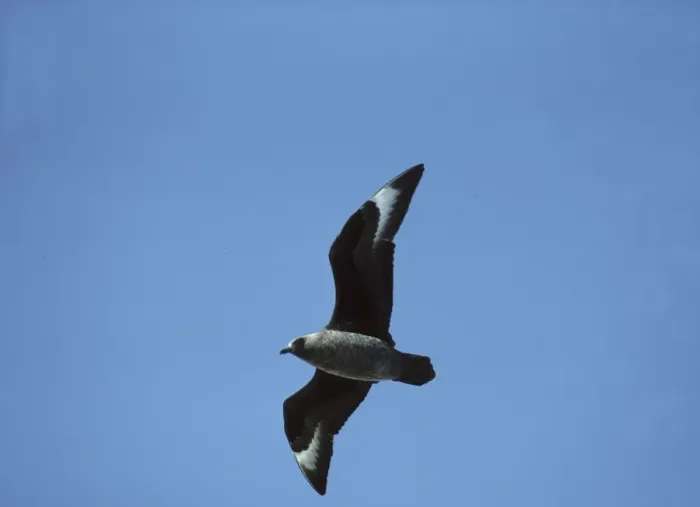 Framed Print : Antarctic / Great Skua - In flight Deception Island, Antarctica BI006893 Framed Print : Antarctic / Great Skua - In flight Deception Island, Antarctica BI006893