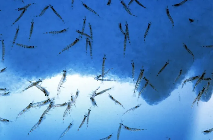 Framed Print : Antarctic Krill Framed Print : Antarctic Krill