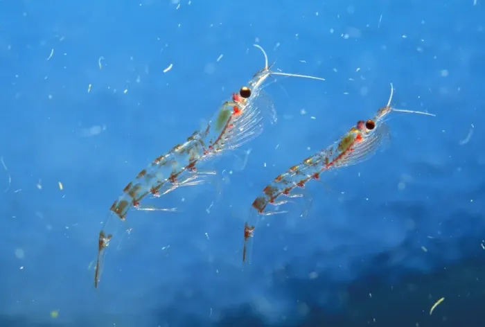 Framed Print : Antarctic Krill JPF34582 Framed Print : Antarctic Krill JPF34582
