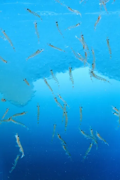 Framed Print : Antarctic Krill JPF34594 Framed Print : Antarctic Krill JPF34594