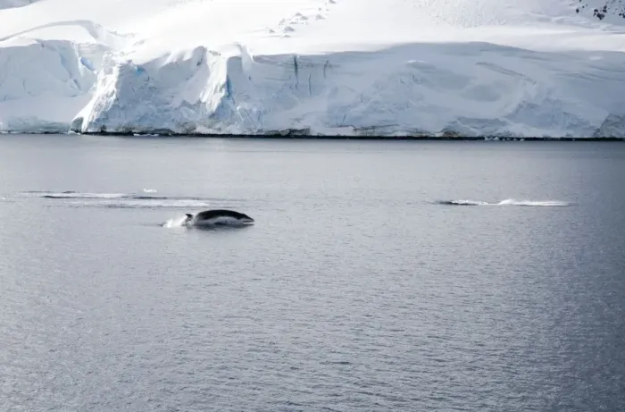 Framed Print : Antarctic Minke Whale, Breaching with two others just dived - October Framed Print : Antarctic Minke Whale, Breaching with two others just dived - October