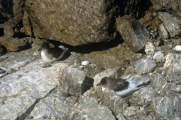 Antarctic Petrel - with eggs on scullin monolith
