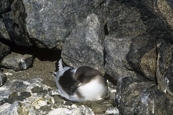 Antarctic Petrel - Incubating eggs