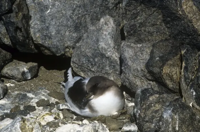 Framed Print : Antarctic Petrel - Incubating eggs Framed Print : Antarctic Petrel - Incubating eggs