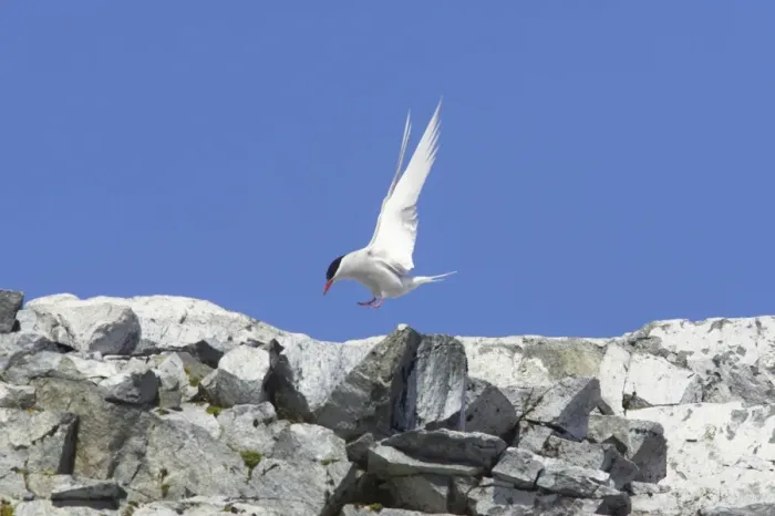 Framed Print : Antarctic Tern - Coming in to land at breeding site Sterna vittata Half Moon Island Antarctica BI012479 Framed Print : Antarctic Tern - Coming in to land at breeding site Sterna vittata Half Moon Island Antarctica BI012479