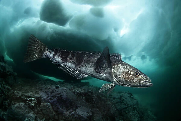 Antarctic toothfish, Dissostichus mawsoni, swimming under ice. It's the largest midwater fish in the Southern Ocean, it is thought to fill the ecological role that sharks play in other oceans