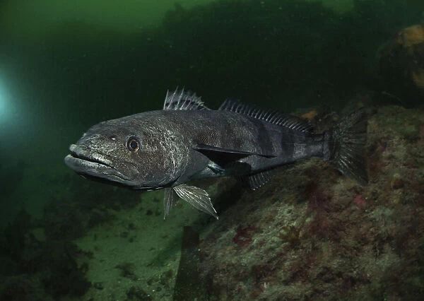 Antarctic toothfish, Dissostichus mawsoni. It's the largest midwater fish in the Southern Ocean, it is thought to fill the ecological role that sharks play in other oceans