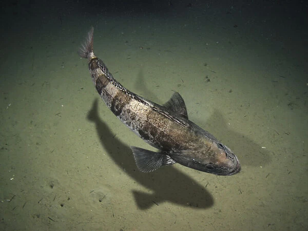 Antarctic toothfish, Dissostichus mawsoni. Dorsal view swimming over muddy deep seabed. It's the largest midwater fish in the Southern Ocean, it is thought to fill the ecological role that sharks play in other oceans