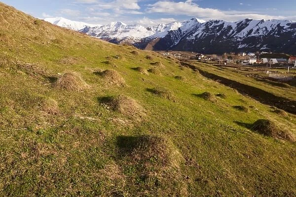 Anthills in old alpine pasture near Gudauri, in the Great Caucasus, Georgia