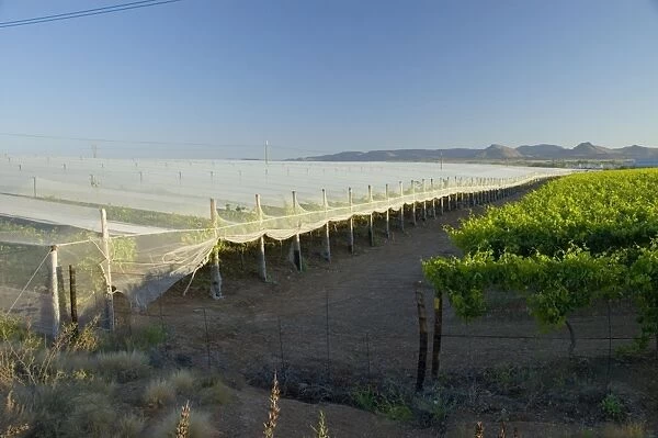 Anti-bird netting covering vineyard to protect grapes from frugivorous birds at Kakamas, near Upington, Northern Cape, South Africa