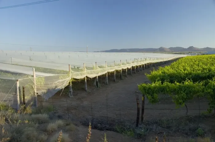 Framed Print : Anti-bird netting covering vineyard to protect grapes from frugivorous birds at Kakamas, near Upington, Northern Cape, South Africa Framed Print : Anti-bird netting covering vineyard to protect grapes from frugivorous birds at Kakamas, near Upington, Northern Cape, South Africa