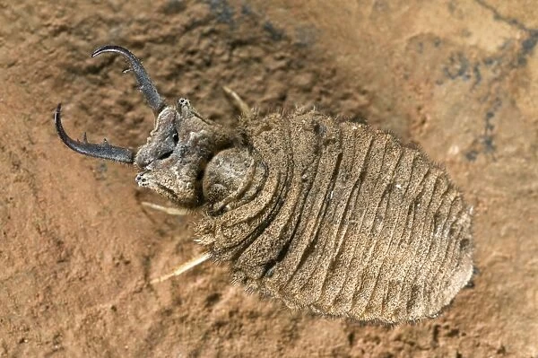 Antlion larva - close-up - Italy