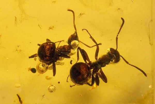 Ants - embrdded in baltic amber. Upper Eocene