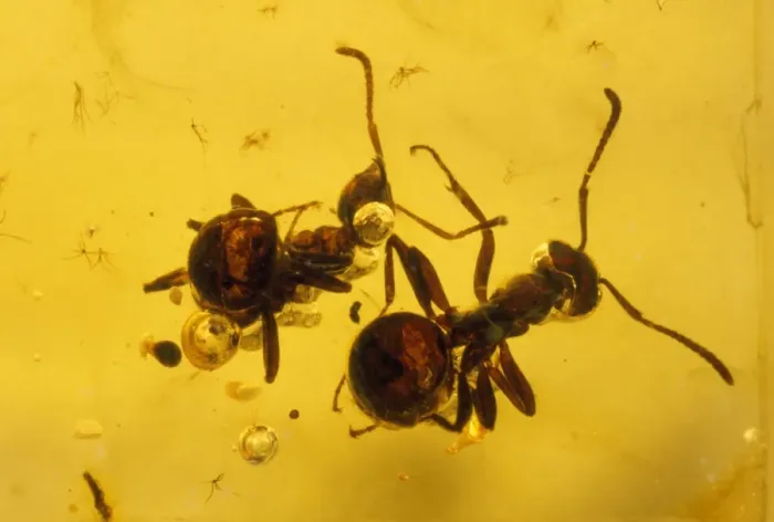Framed Print : Ants - embrdded in baltic amber. Upper Eocene Framed Print : Ants - embrdded in baltic amber. Upper Eocene