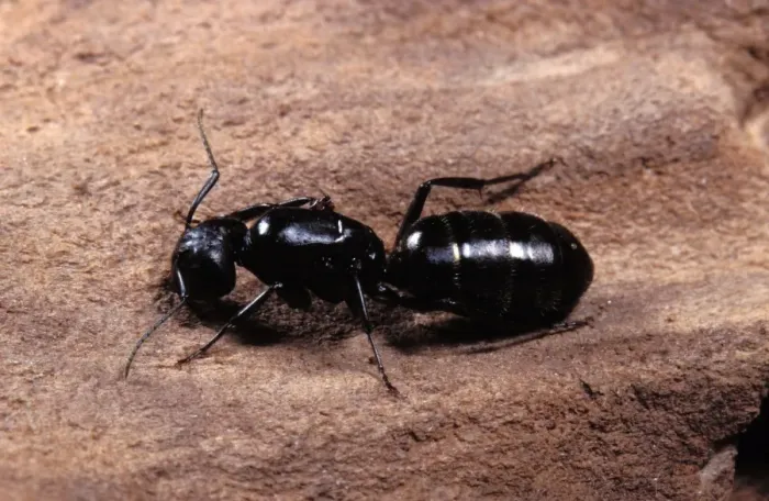 Framed Print : Ant's Queen Europe