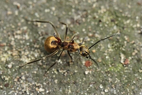 Ants - Tanjung Puting National Park - Kalimantan - Borneo - Indonesia