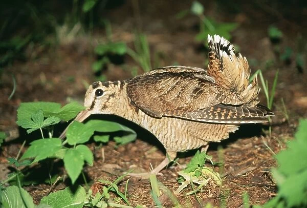 ANZ-630. Eurasian WOODCOCK - feigning injury near chick, to protect young