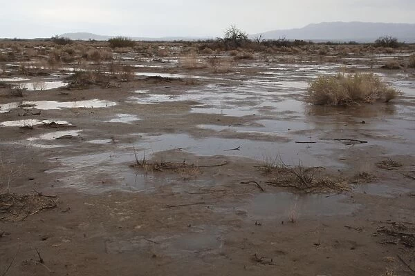 Anza Borrego Desert - flooding after heavy winter rains. January in Borrego Springs, California, USA