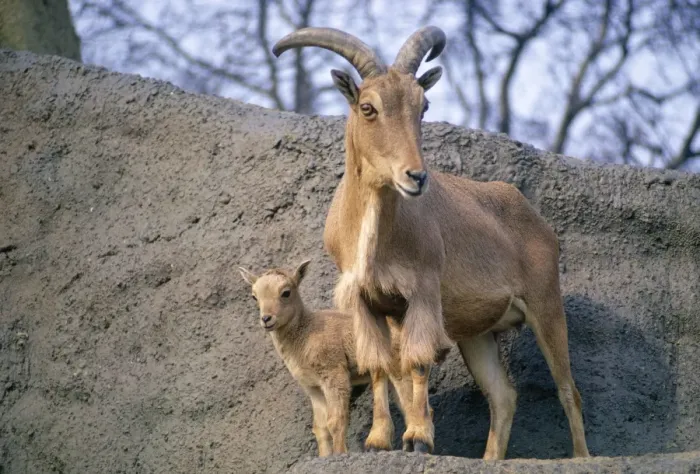 Framed Print : Aoudad / Barbary Sheep - adult with kid Framed Print : Aoudad / Barbary Sheep - adult with kid