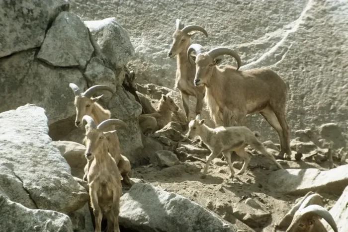 Framed Print : Aoudad / Barbary Sheep - group on mountainside Framed Print : Aoudad / Barbary Sheep - group on mountainside