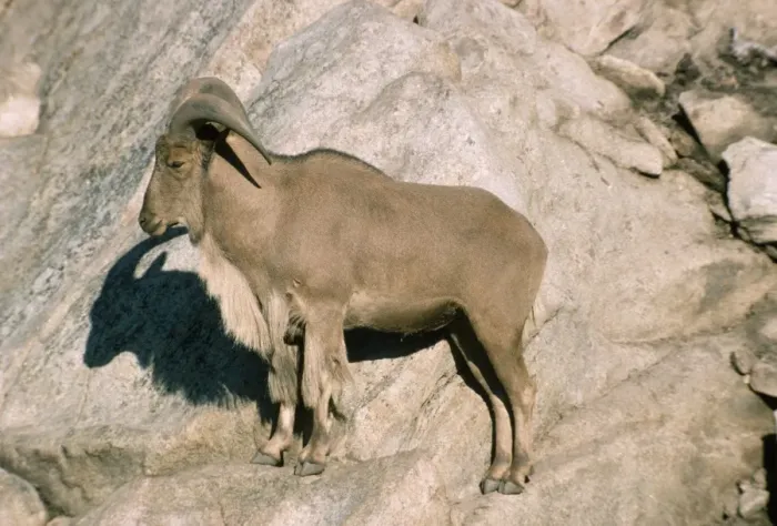 Framed Print : Aoudad  /  Barbary Sheep - male