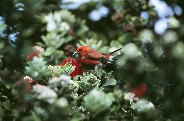 Apapane Bird COS 587 Himatione sanguinea - Hawaiian endemic, feeding on Ohia Flower. Big Island Hawaii © Bill Coster ARDEA LONDON