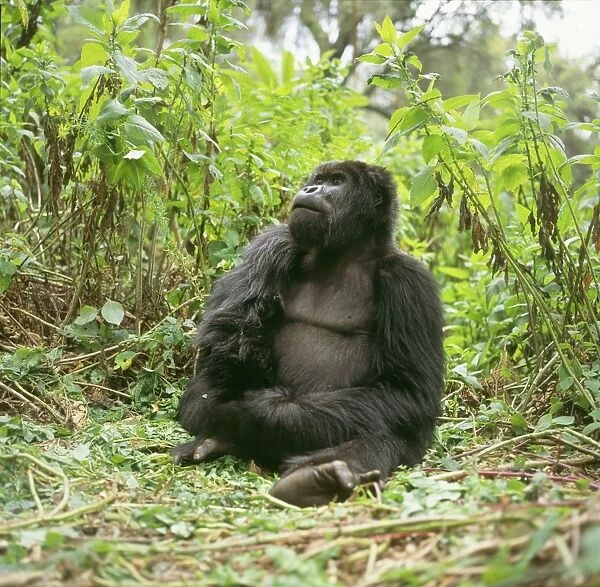 Ape: Mountain Gorilla - Blackback male, Virunga Volcanoes, Rwanda, Africa