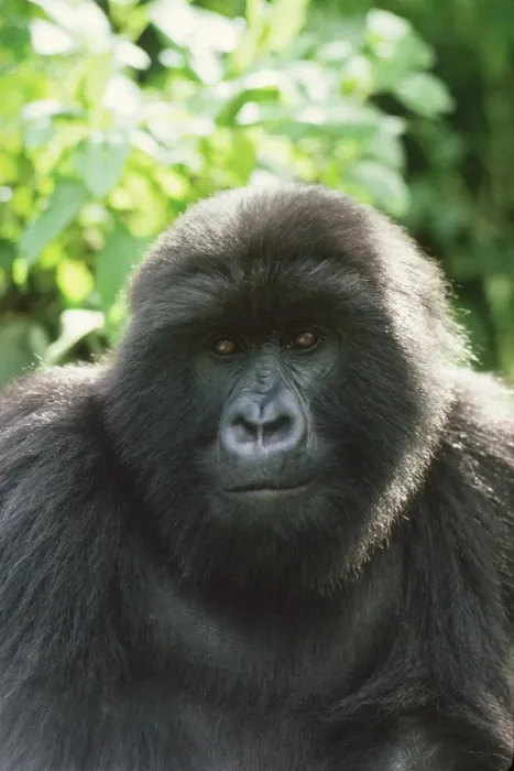 Framed Print : Ape: Mountain Gorilla - Blackback male, Virunga Volcanoes, Rwanda, Africa Framed Print : Ape: Mountain Gorilla - Blackback male, Virunga Volcanoes, Rwanda, Africa