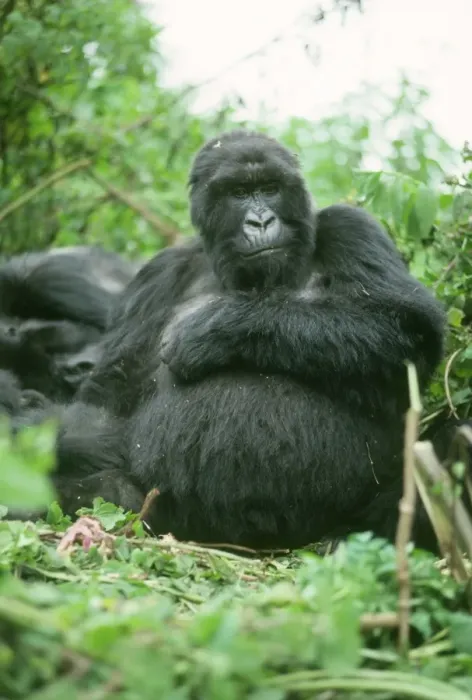 Framed Print : Ape: Mountain Gorilla - Blackback male, Virunga Volcanoes, Rwanda, Africa