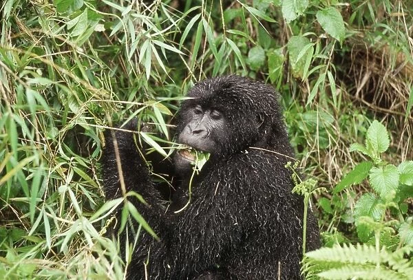 Ape: Mountain Gorilla - female feeding on vine after rain, Virunga Volcanoes, Rwanda, Africa