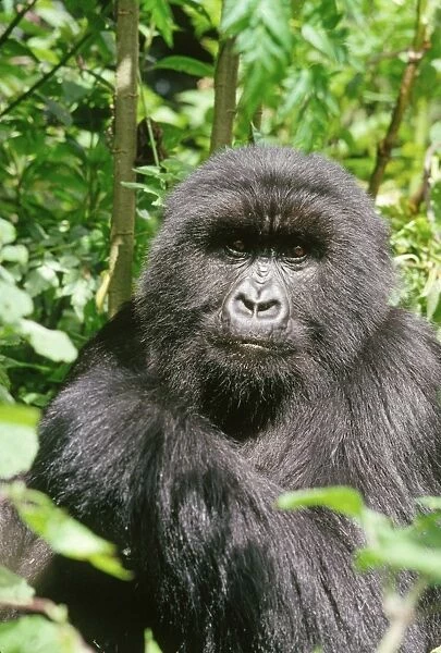 Ape: Mountain Gorilla - female, Virunga Volcanoes, Rwanda, Africa