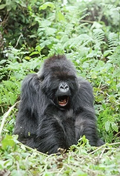 Ape: Mountain Gorilla - female yawning, Virunga Volcanoes, Rwanda, Africa