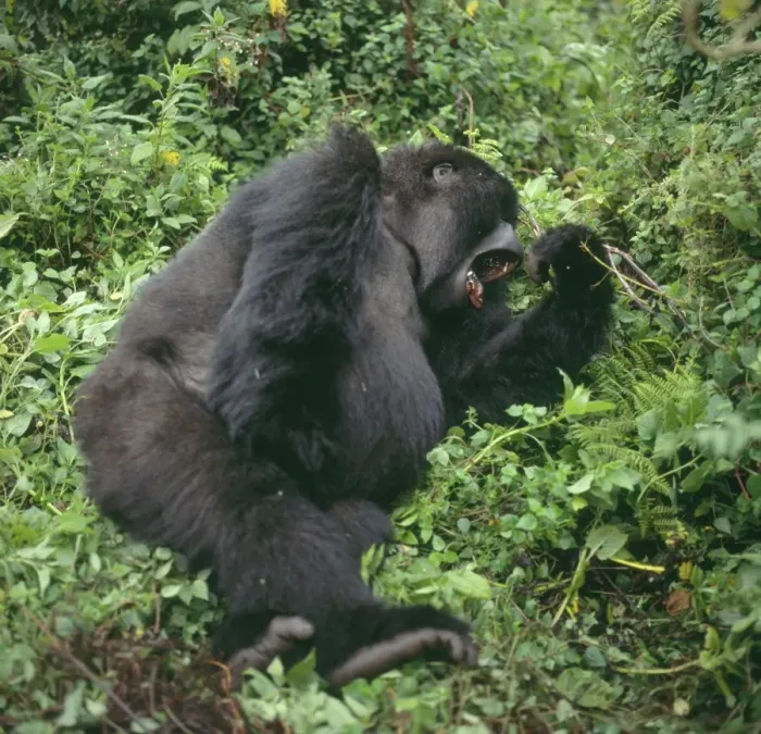 Framed Print : Ape: Mountain Gorilla (Gorilla g. beringei) - female yawning, Virunga Volcanoes, Rwanda, Africa