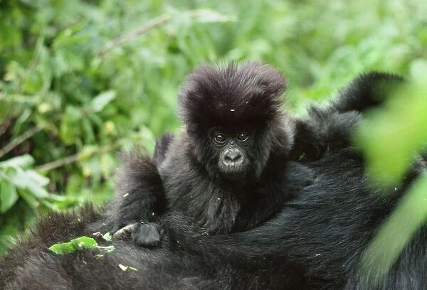 Ape: Mountain Gorilla - infant on mother back, Virunga Volcanoes, Rwanda, Africa