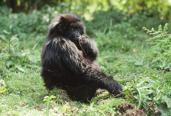 Ape: Mountain Gorilla - juvenile feeding, Virunga Volcanoes, Rwanda, Africa
