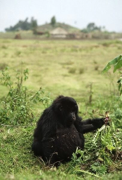 Ape: Mountain Gorilla - juvenile feeding on thistle outside the park, Virunga Volcanoes, Rwanda, Africa