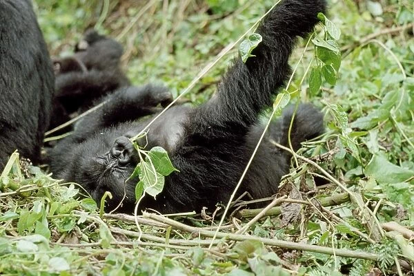 Ape: Mountain Gorilla - juvenile playing, Virunga Volcanoes, Rwanda, Africa