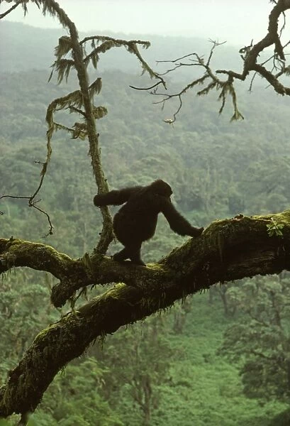 Ape: Mountain Gorilla - juvenile on tree, Virunga Volcanoes, Rwanda, Africa