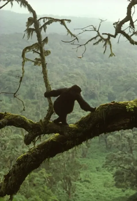 Framed Print : Ape: Mountain Gorilla - juvenile on tree, Virunga Volcanoes, Rwanda, Africa