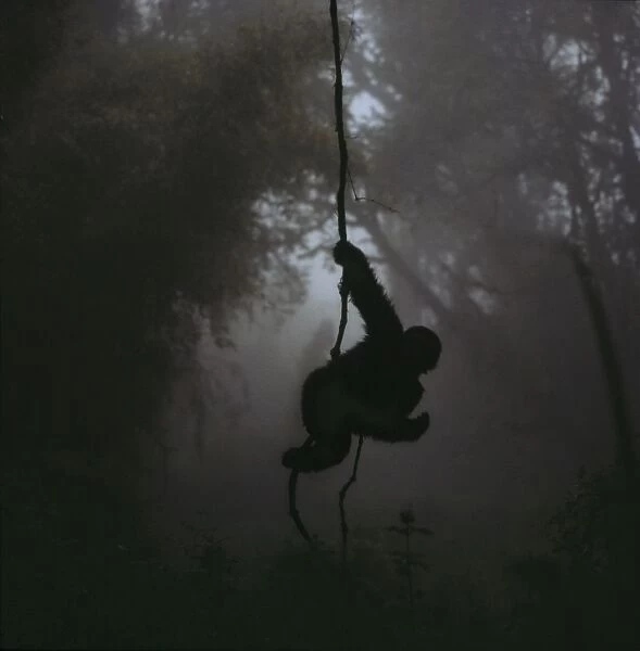 Ape: Mountain Gorilla - juvenile on vine, Virunga Volcanoes, Rwanda, Africa