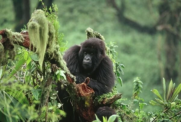 Ape: Mountain Gorilla - juvenile - Virunga Volcanoes, Rwanda, Africa