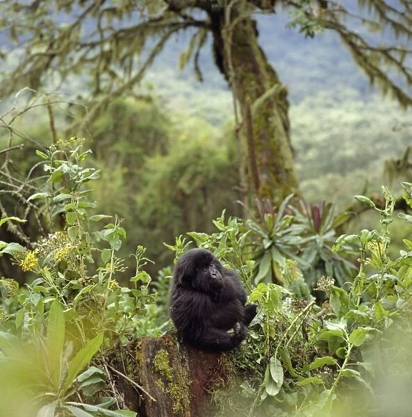 Ape: Mountain Gorilla - juvenile - Virunga Volcanoes, Rwanda, Africa