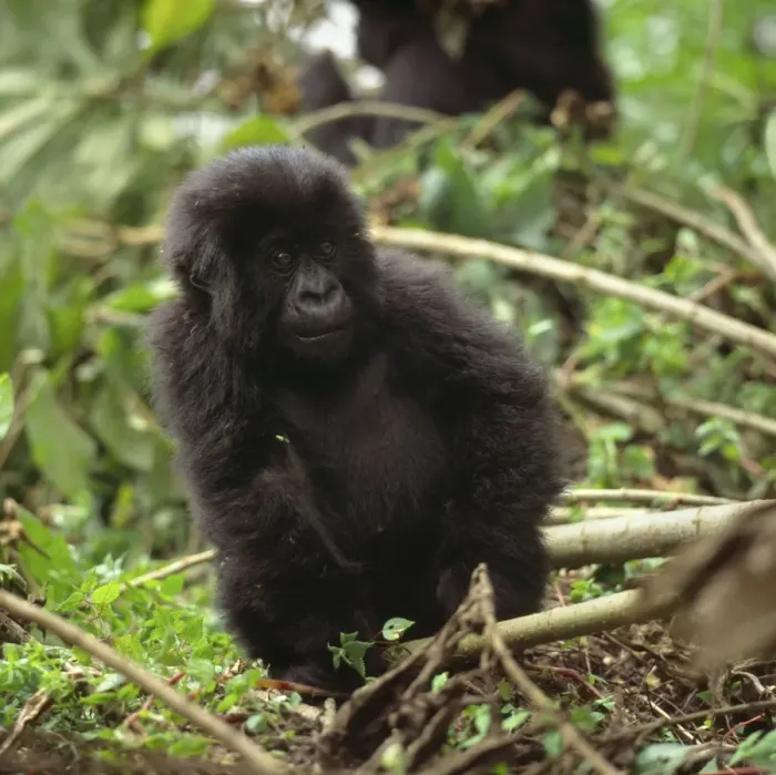 Framed Print : Ape: Mountain Gorilla - juvenile - Virunga Volcanoes, Rwanda, Africa Framed Print : Ape: Mountain Gorilla - juvenile - Virunga Volcanoes, Rwanda, Africa