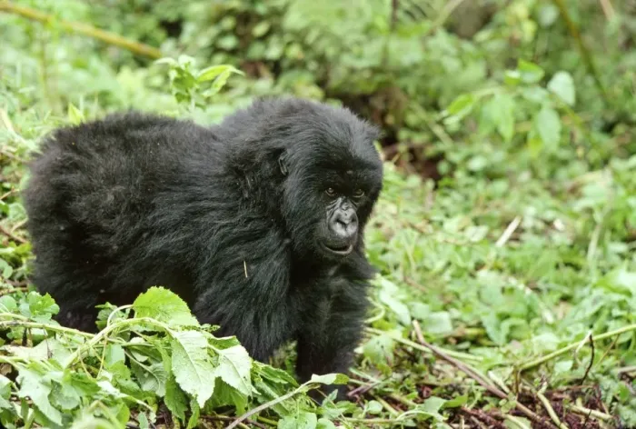 Framed Print : Ape: Mountain Gorilla - juvenile - Virunga Volcanoes, Rwanda, Africa Framed Print : Ape: Mountain Gorilla - juvenile - Virunga Volcanoes, Rwanda, Africa
