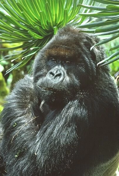 Ape: Mountain Gorilla - Peanuts Silverback male in sub-alpine zone, Virunga Volcanoes, Rwanda, Africa