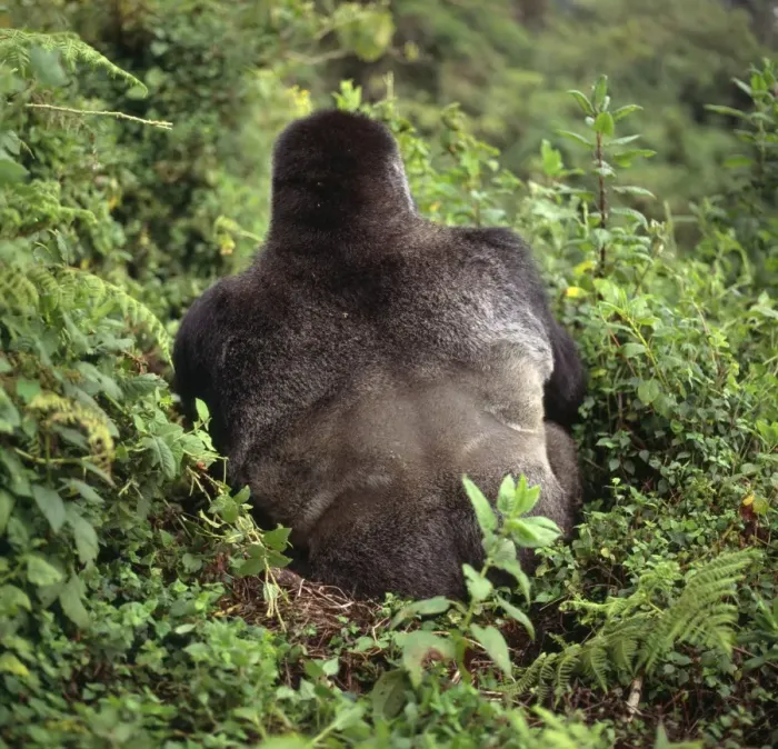 Framed Print : Ape: Mountain Gorilla - back of Silverback male, Virunga Volcanoes, Rwanda, Africa Framed Print : Ape: Mountain Gorilla - back of Silverback male, Virunga Volcanoes, Rwanda, Africa